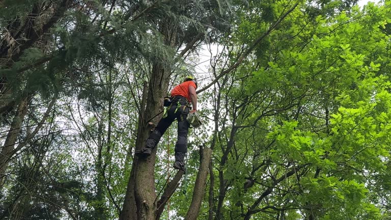 How Our Tree Care Process Works  in Lochmoor Waterway Estates, FL